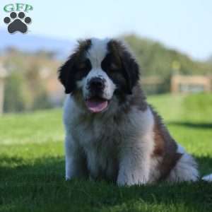 Bobbi, Saint Bernard Puppy